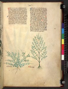 Egerton 747 Tractatus de herbis (Herbal) c.1280-1310