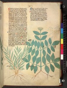 Tractatus de herbis (Kräuterbuch) ca. 1280-1310