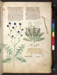 Tractatus de herbis (Kräuterbuch) ca. 1280-1310