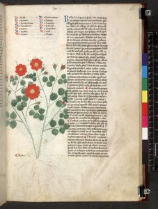 Tractatus de herbis (Kräuterbuch) ca. 1280-1310