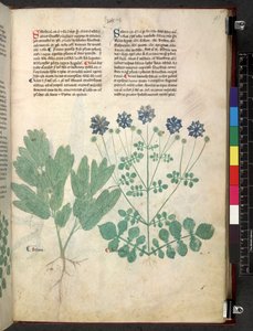 Tractatus de herbis (Kräuterbuch) um 1280-1310