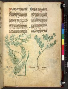 Tractatus de herbis (Kräuterbuch) um 1280-1310