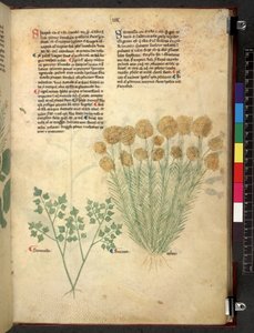 Tractatus de herbis (Kräuterbuch) um 1280-1310