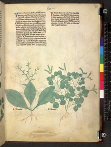 Tractatus de herbis (Kräuterbuch) um 1280-1310