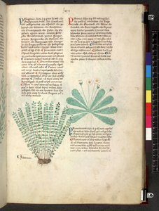 Tractatus de herbis (Kräuterbuch) um 1280-1310