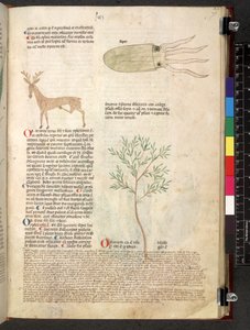 Tractatus de herbis (Kräuterbuch) um 1280-1310 von School Italian