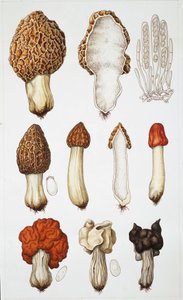 Pilze