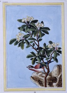 Vogel - Japanischer Druck von Japanese School