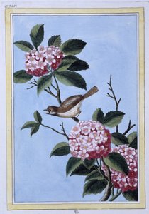 Vogel (japanischer Druck) von Japanese School