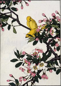 Serins auf einem blühenden Kirschzweig - Japanischer Druck