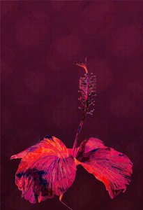 Hibiskus, 2019