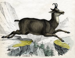 Antiker Druck eines Gämse