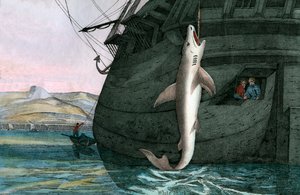 Großer Weißer Hai im Meer gefangen von Scottish School