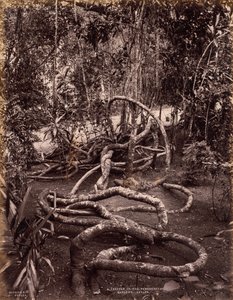 Eine Kletterpflanze in den Peradeniya-Gärten, Ceylon von Scowen and Co.
