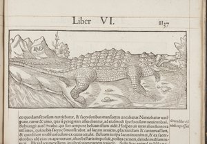Cosmographia, Fol 1137, 1544 von Sebastian Munster