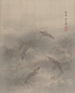 Shrimp Ebi von Seki Shuko