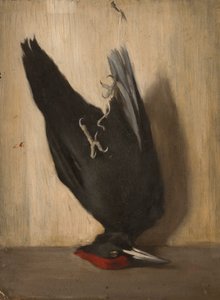 Schwarzspecht von Severin Falkman