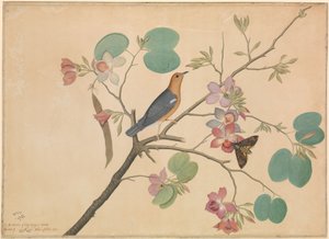 Ein Orange-Kopf-Drossel und ein Totenkopfschwärmer auf einem lila Ebenholz-Orchideen-Zweig von Shaikh Zain ud Din (fl.1777 83)