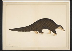 Pangolin oder Schuppentier