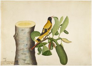 Schwarzhaubenpirol und Insekt auf Jackfruchtstumpf, Folio aus einer Serie, in Auftrag gegeben von Lady Impey, 1778