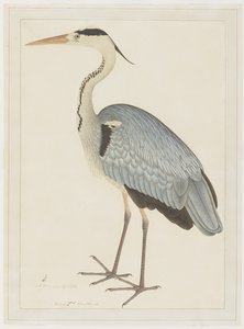 Graureiher, Folio aus einer Serie, in Auftrag gegeben von Lady Impey, um 1780-82 von Shaikh Zain ud Din