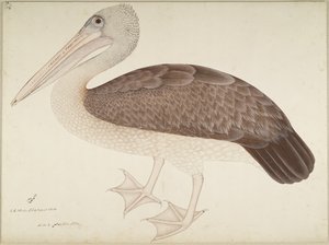 Fleckschnabelpelikan, Folio aus einer Serie, in Auftrag gegeben von Lady Impey, um 1780-82