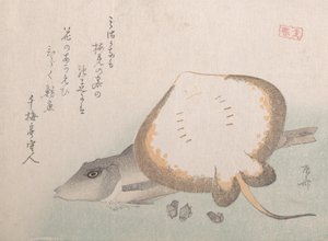 Stachelrochen und Knurrhahn, wahrscheinlich 1815
