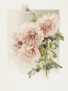 Chrysanthemen von Sidney Thomas Callowhill