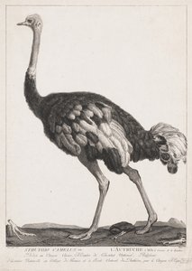 Strauß von Simon Charles Miger