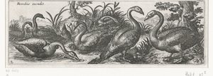 Schwäne (Vögel und Insekten) von Simon Frisius