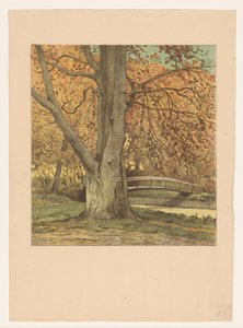 Baum am Bach im Herbst