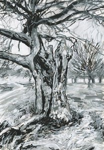 Alter Baum, Richmond Park