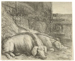 Zwei Schweine