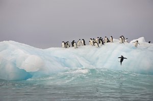Adeliepinguine, Pygoscelis adeliae, auf einem Eisberg, 2022 (Foto) von Sisse Brimberg