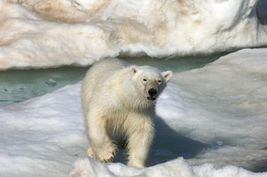 Eisbär (Ursus maritimus) geht über eine Eisscholle, Svalbard-Inseln, Norwegen