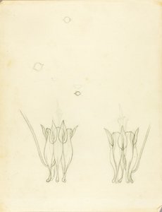 Akazien