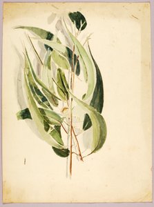 Pflanzenstudie von Solon H. Borglum