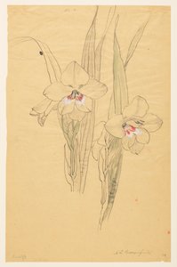 Studie von Amaryllis