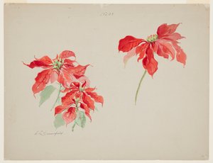 Studie von roten Weihnachtssternen