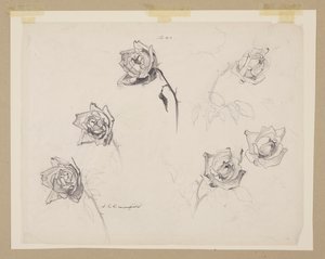 Studie von Rosen