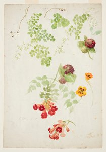 Studie von Frauenhaarfarn, Trompetenblume und Kapuzinerkresse
