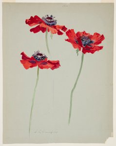 Drei Studien von Mohnblumen