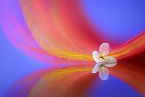 Zarte Blumenreflexion