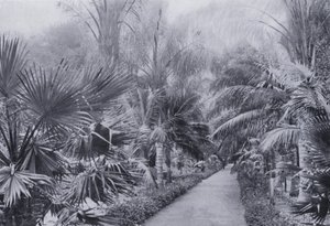 Palm Avenue, Botanische Gärten, Durban von South African Photographer