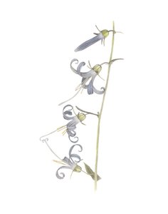 Kalifornische Glockenblume