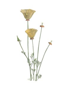 Kalifornischer Mohn