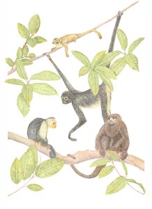 Affe in Costa Rica