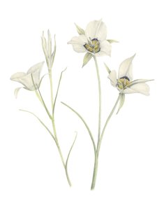 Mariposa-Lilie von Stacy Hsu
