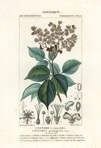 Agelaea pentagyna von Stanghi Stanghi