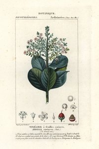 Beefwood, Ardisia coriacea von Stanghi Stanghi